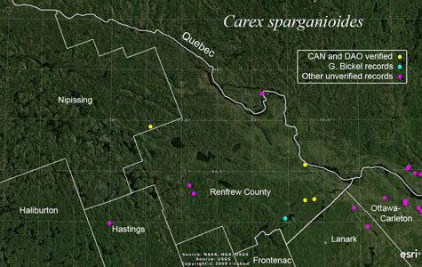 An occurrence map of Carex sparganioides in Renfrew County