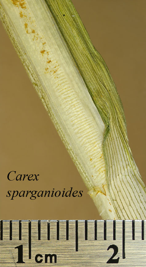 Achenes, perigynia and scales of Carex sparganioides