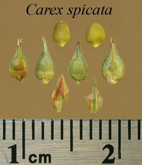 Achenes, perigynia and scales of Carex spicata