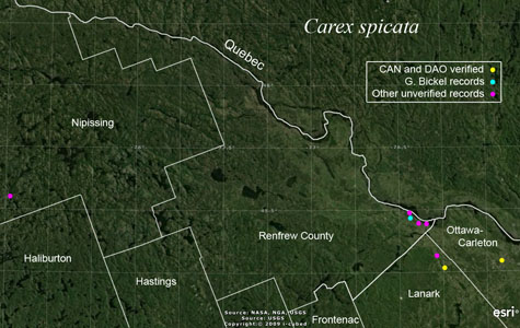 An occurrence map of Carex spicata in Renfrew County