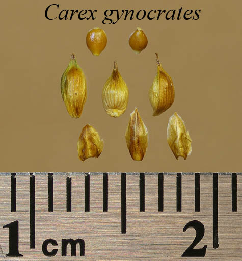 Achenes, perigynia and scales of Carex gynocrates