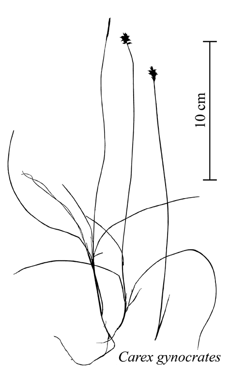 Habit of Carex gynocrates