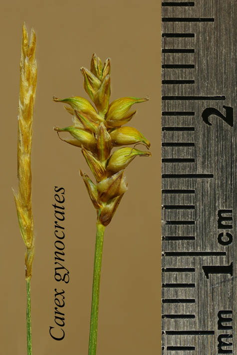 Inflorescence of Carex gynocrates
