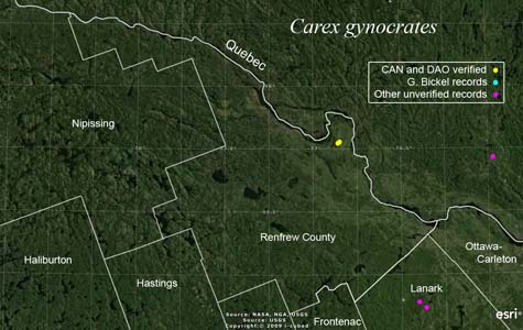 An occurrence map of Carex gynocrates in Renfrew County