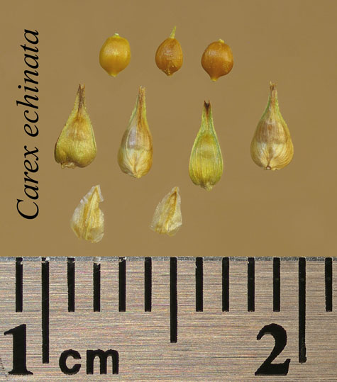 Achenes, perigynia and scales of Carex echinata