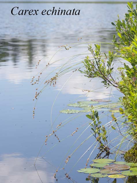 Habit of Carex echinata