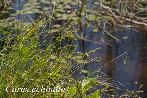 Habit of Carex echinata