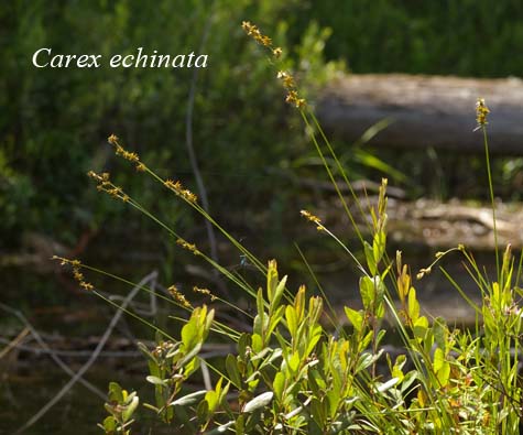 Habit of Carex echinata