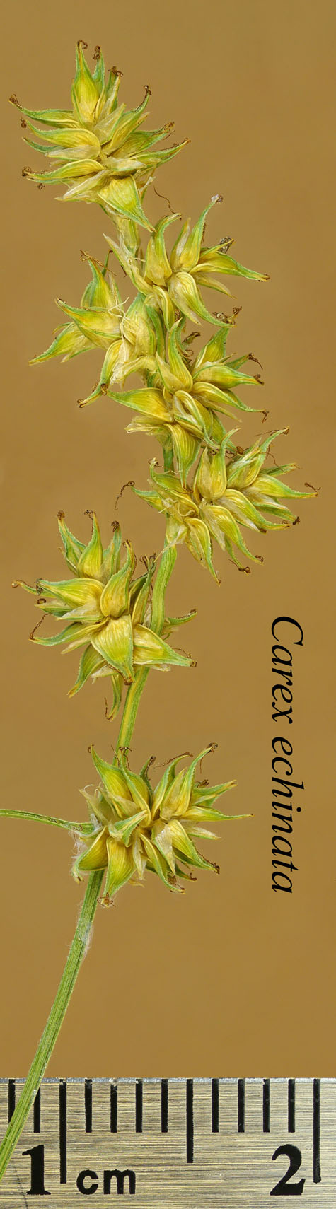Inflorescence of Carex echinata