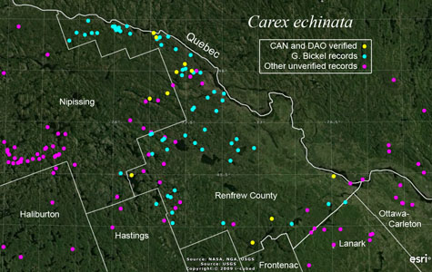 An occurrence map of Carex echinata in Renfrew County