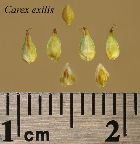 Achenes, perigynia and scales of Carex exilis
