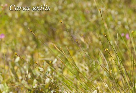 Inflorescence of Carex exilis