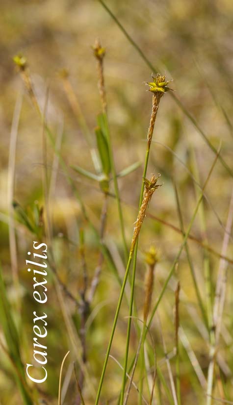 Inflorescence of Carex exilis