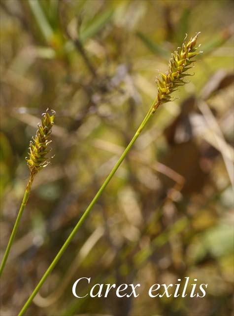 Inflorescence of Carex exilis