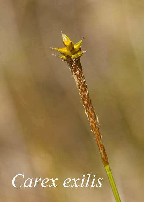 Inflorescence of Carex exilis