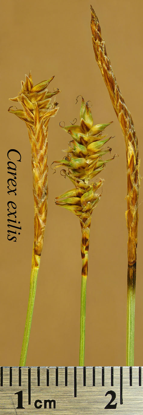 Inflorescence of Carex exilis