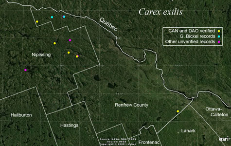 An occurrence map of Carex exilis in Renfrew County