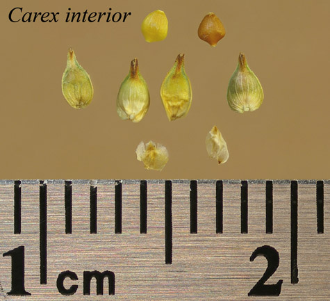 Achenes, perigynia and scales of Carex interior