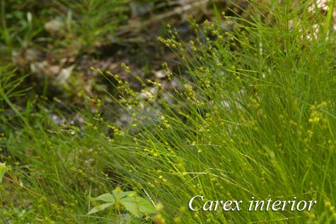 Habit of Carex interior