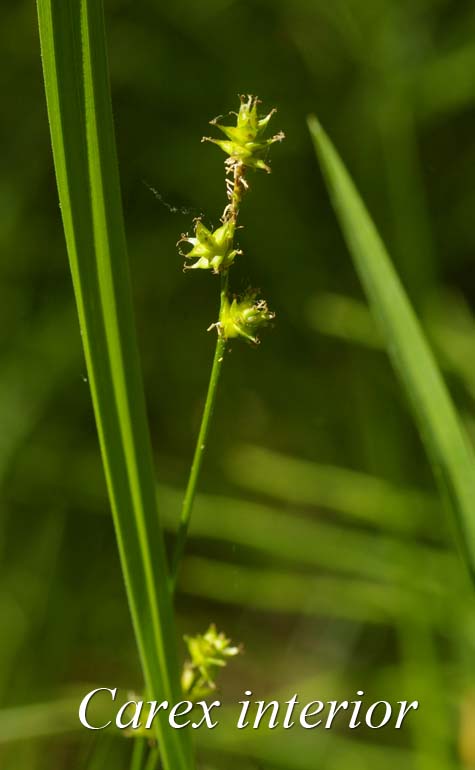 Inflorescence of Carex interior