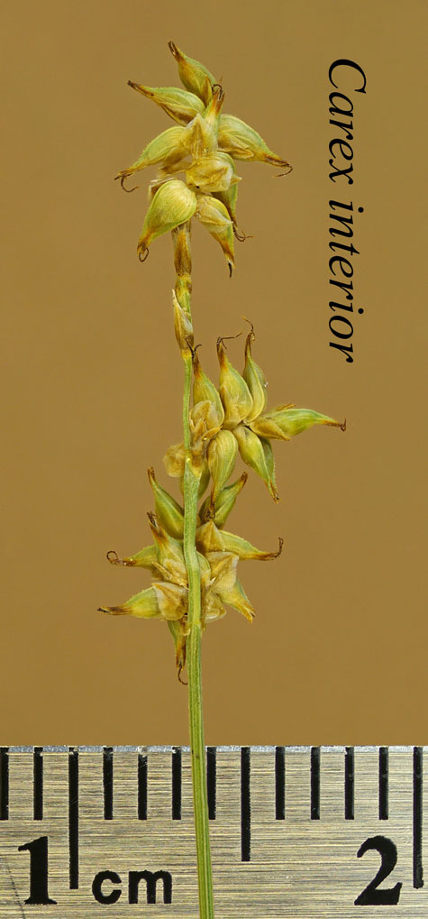 Inflorescence of Carex interior
