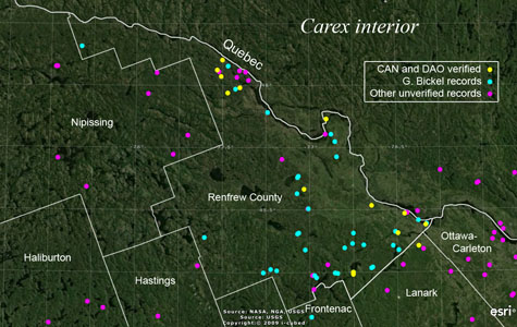 An occurrence map of Carex interior in Renfrew County