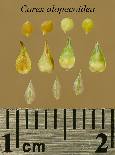 Achenes, perigynia and scales of Carex alopecoidea