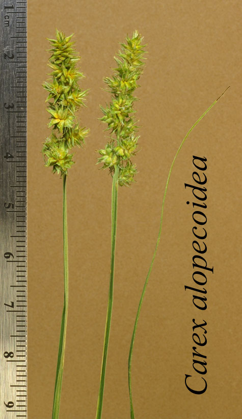 Inflorescence of Carex alopecoidea at low resolution