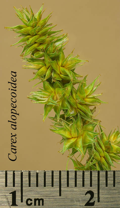 Inflorescence of Carex alopecoidea at high resolution