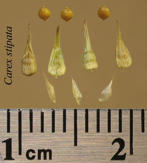 Achenes, perigynia and scales of Carex stipata
