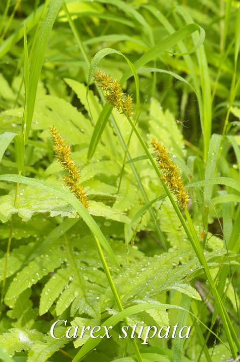 Inflorescences of Carex stipata