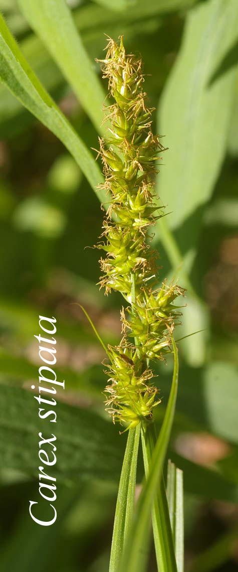 Inflorescences of Carex stipata
