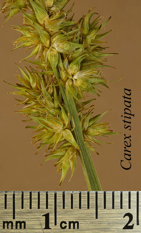 Inflorescence of Carex stipata