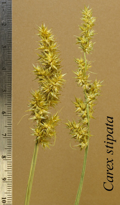 Inflorescences of Carex stipata