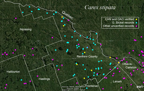 An occurrence map of Carex stipata in Renfrew County