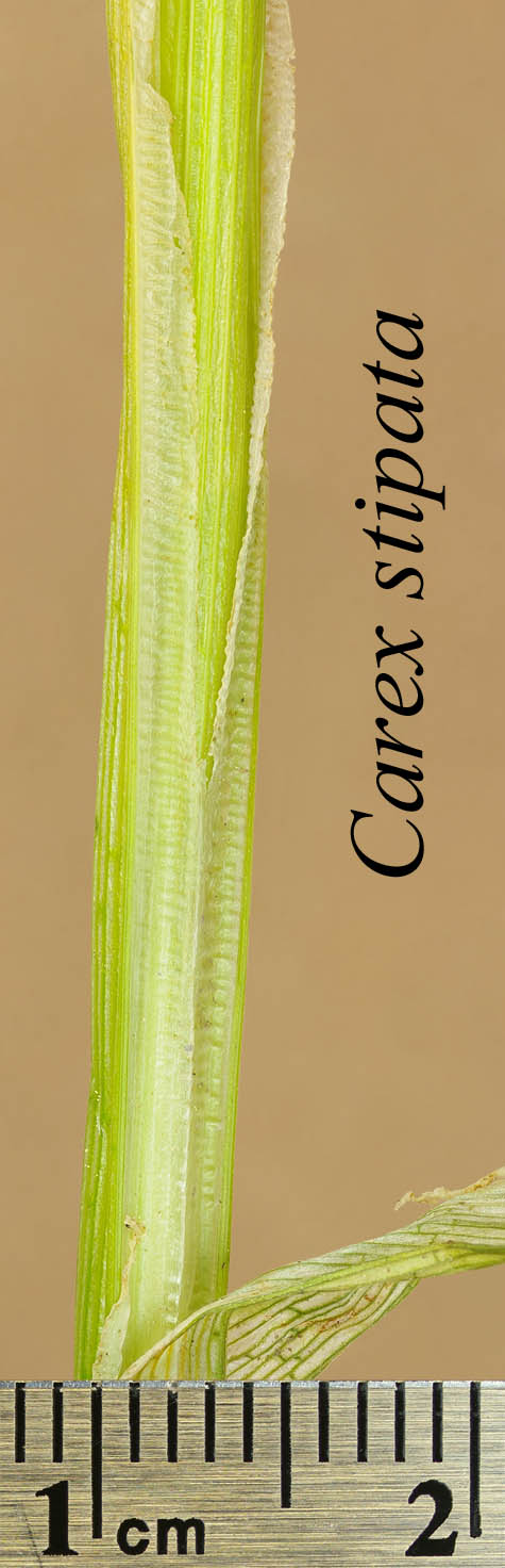 Leaf sheath of Carex stipata
