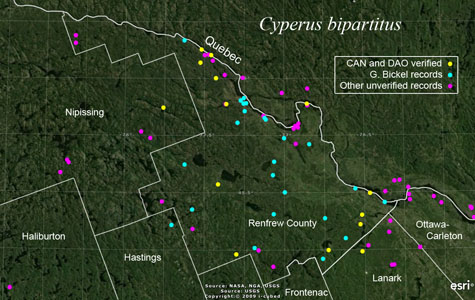 An occurrence map of Cyperus bipartitus in Renfrew County