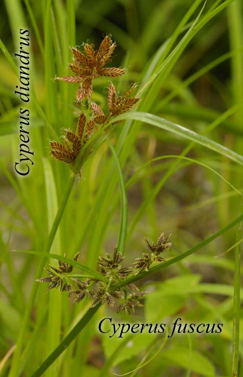 Cyperus diandrus with Cyperus fuscus