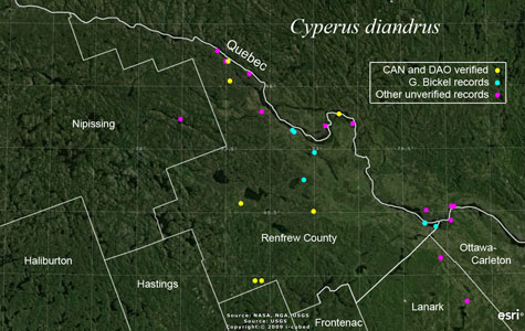 An occurrence map of Cyperus diandrus in Renfrew County