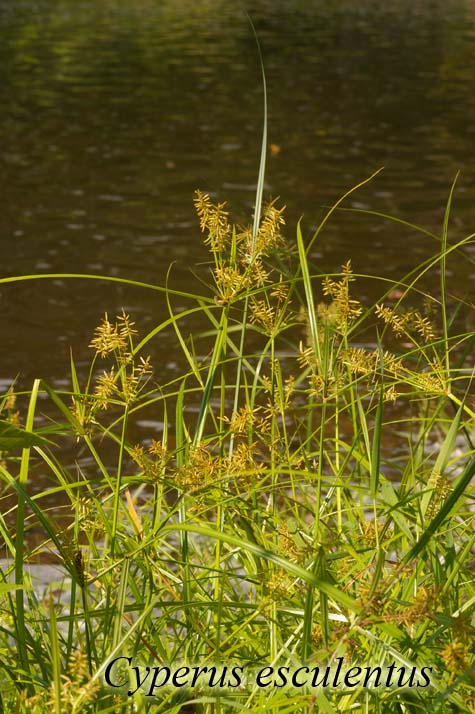 Habit of Cyperus esculentus