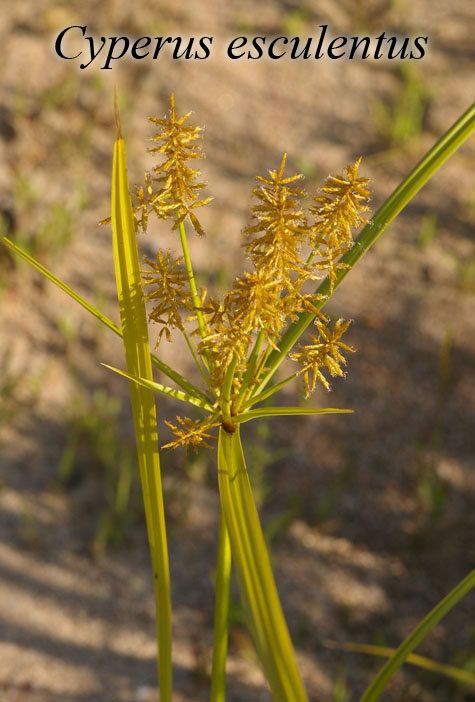 Inflorecence of Cyperus esculentus