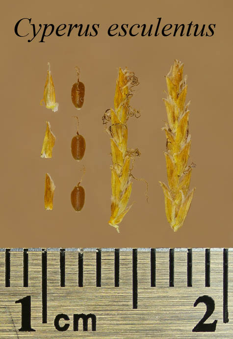 Spikelet, achenes and scales of Cyperus esculentus