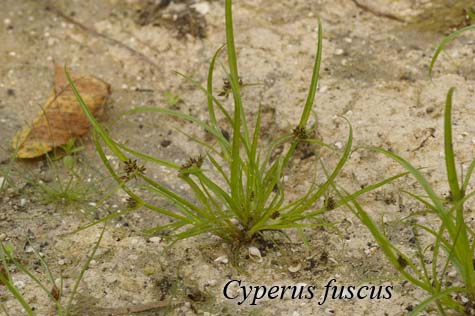 Habit of Cyperus fuscus