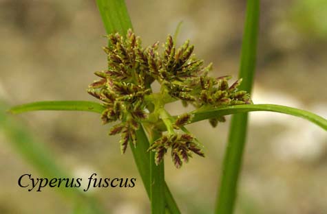 Inflorescence of Cyperus fuscus