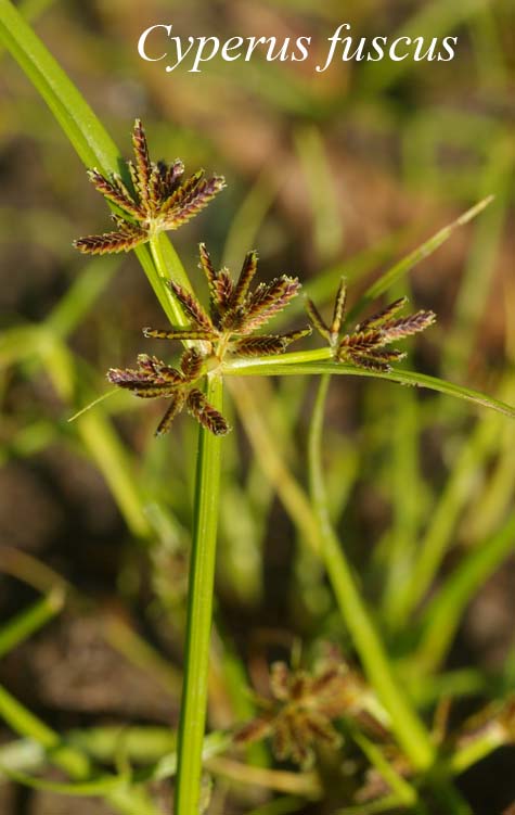 Inflorescence of Cyperus fuscus
