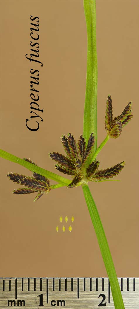 Inflorescence and achenes of Cyperus fuscus