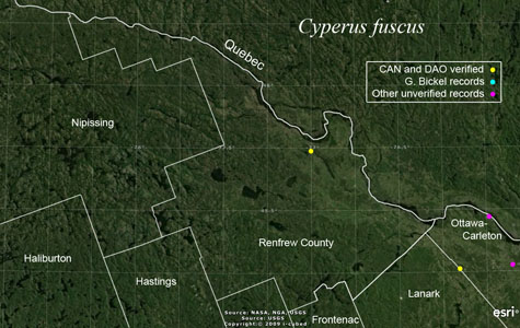 An occurrence map of Cyperus fuscus in Renfrew County