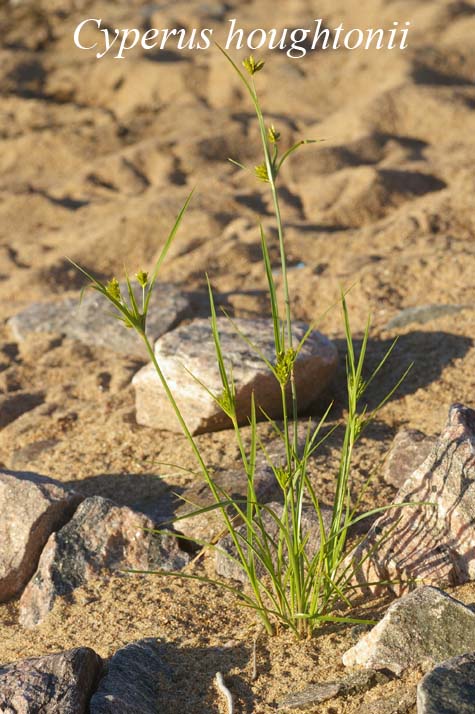 Spikelets, achenes and scales of Cyperus houghtonii