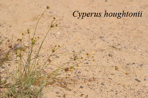 Cyperus houghtonii habit