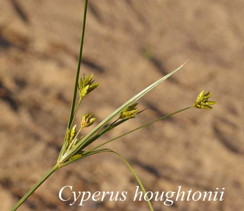 Inflorescence of Cyperus houghtonii